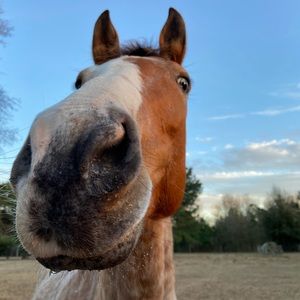 Meet your Posher, Jordan